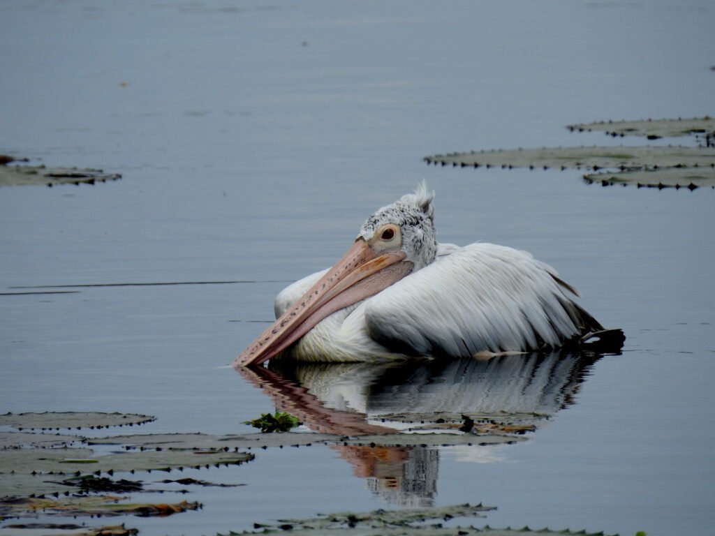 pelicans