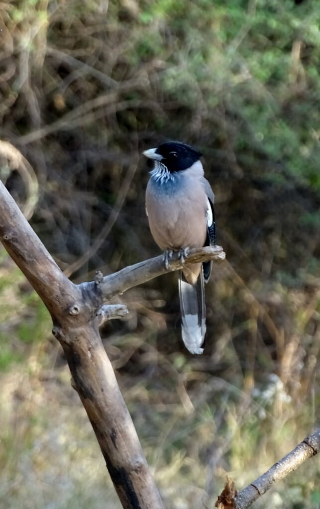 South Indian Endemic Birding Tour 10 Days Bird watching company